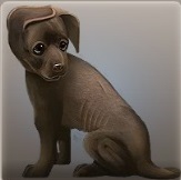 Puppy