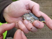Tree sparrow pullus white ring