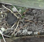 Toad