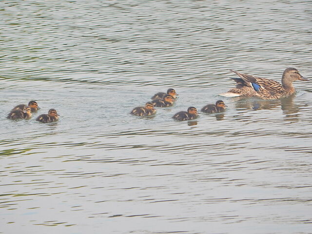 File:Mallard with young.jpg