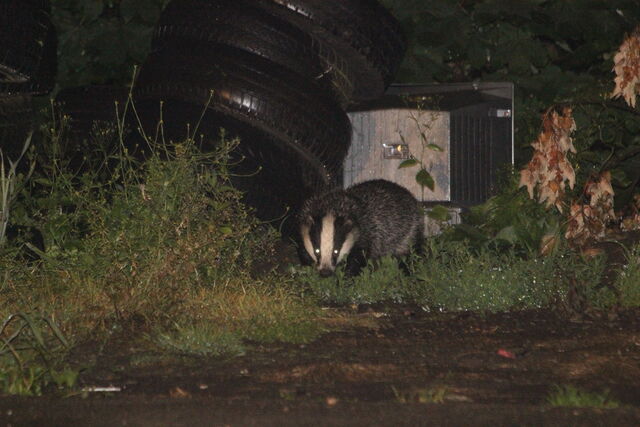 File:Park Hill Wildlife.jpeg