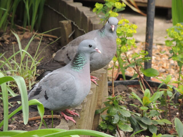 File:Stock dove pair.jpeg
