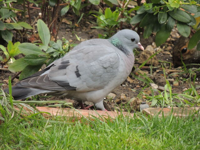 File:Stock dove.jpeg