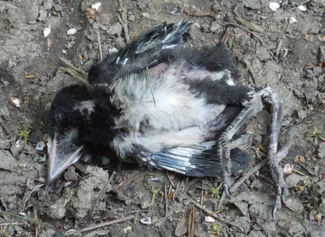 File:Magpie pullus.jpg