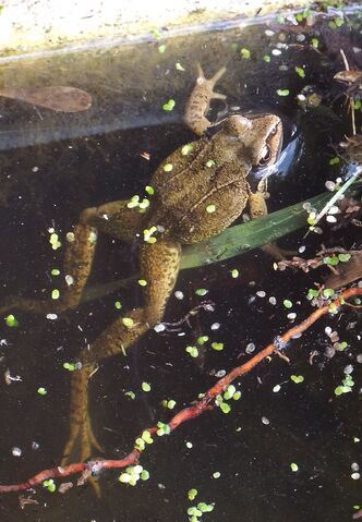 File:Coulsdon frog cropped.jpg