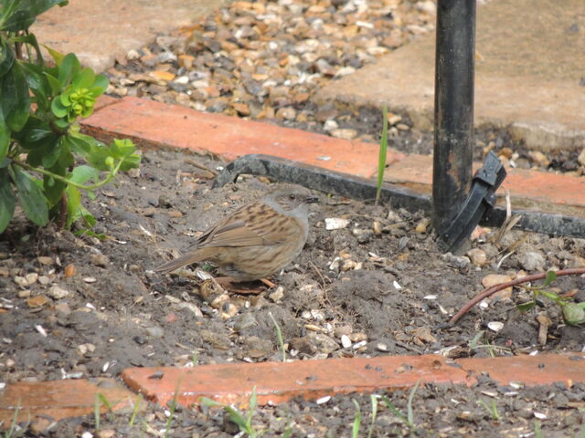 File:Dunnock.jpeg