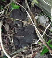 Toads