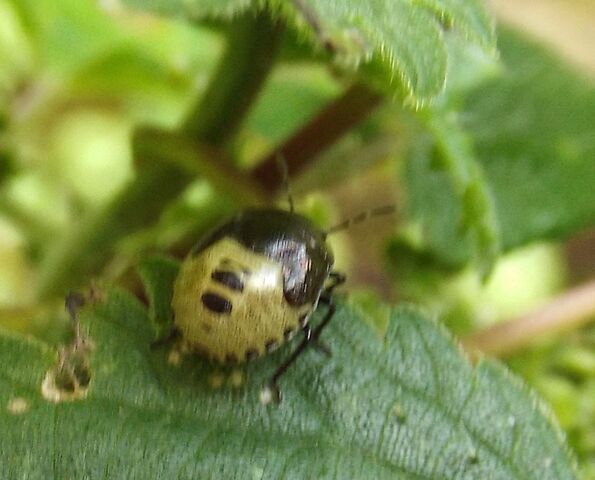 File:Mystery bug.jpg