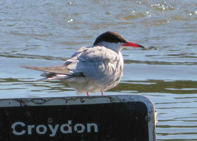 File:Common tern sncp 8 July 2014.png