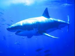 Shark