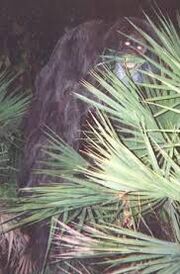 Skunk