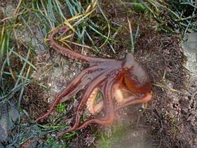 300px-Tide pools octopus