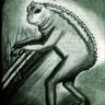 Loveland frog