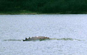 Sawtooth dolphin 2