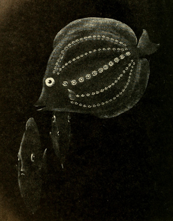 Constellation fish, William Beebe
