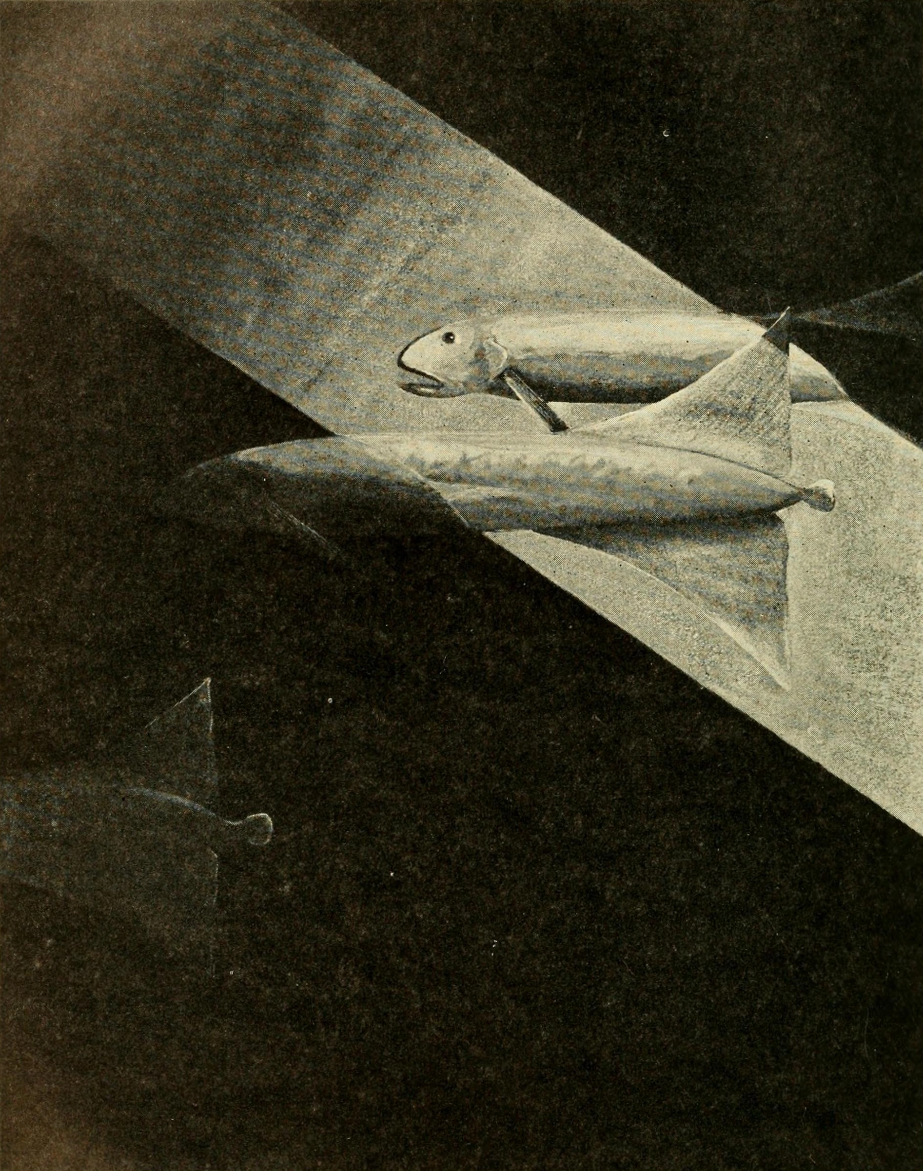 Pallid sailfin | Cryptids and Myths Wiki | Fandom