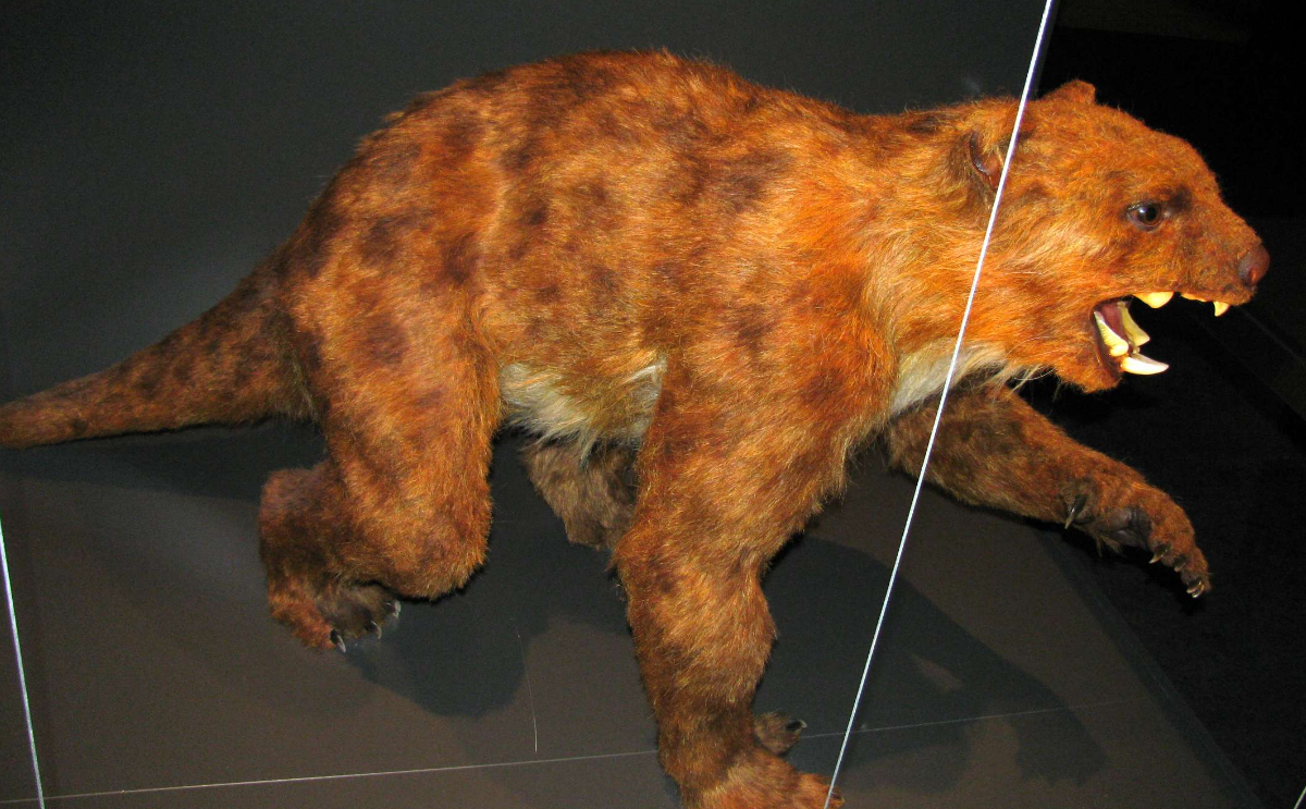 Image - Thylacoleo physical reconstruction.png | Cryptids and Myths ...