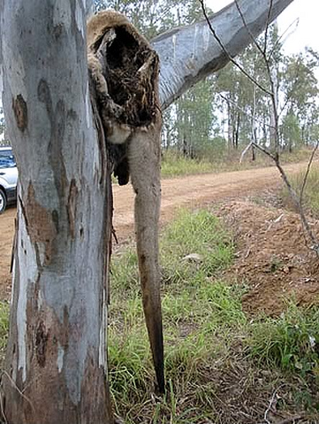 File:Dead kangaroo.png
