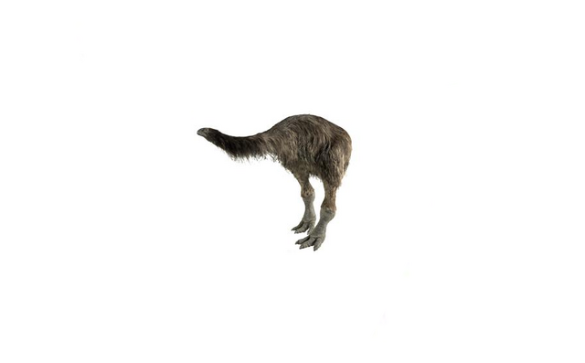 File:Moa large version.png