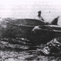 Giant Anaconda Cryptids And Myths Wiki Fandom
