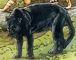 Yana puma Peter Visccher