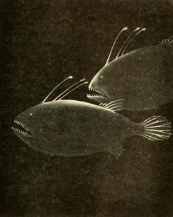 Three-starred anglerfish, William Beebe