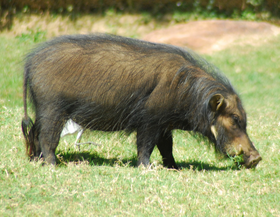 Giant forest hog