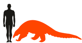 Human and giant pangolin
