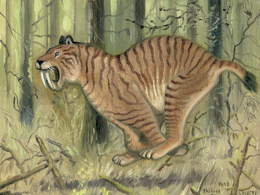 South American sabre-tooth Coudray