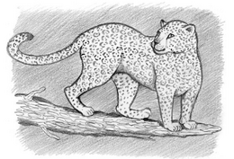 Shiashia-yawá Coudray