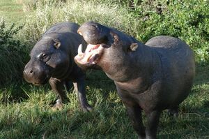 Pygmy hippopotamus