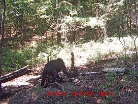 Virginia quadruped