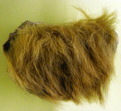 Mylodon fur