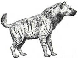 Pachycrocuta