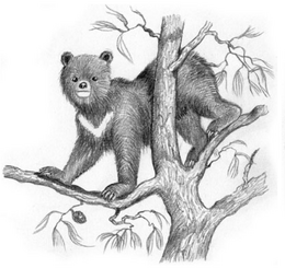 Nepalese tree bear Coudray