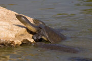 African softshell turtle