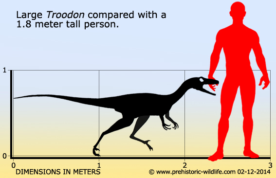 troodon size
