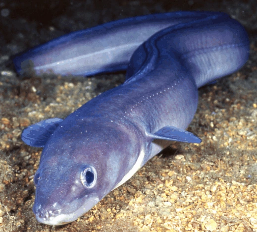 Image Congercongereuropeancongereel.png Cryptid Wiki FANDOM