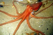 Octopus2