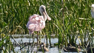 Spoonbill2