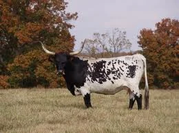 Griggstown Cow Cryptid Wiki Fandom