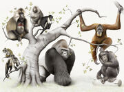 Primates