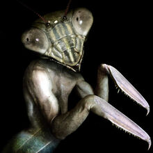Mantis man2