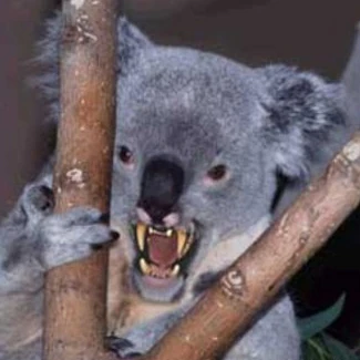 Drop Bear Cryptid Wiki Fandom