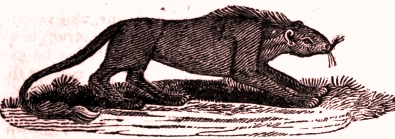 Rompo creature