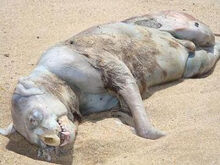 Second Montauk monster