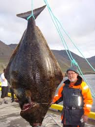 Halibut