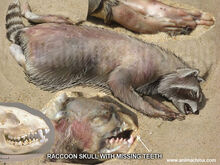Montauk racoon