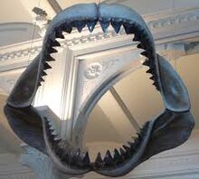 Teeth