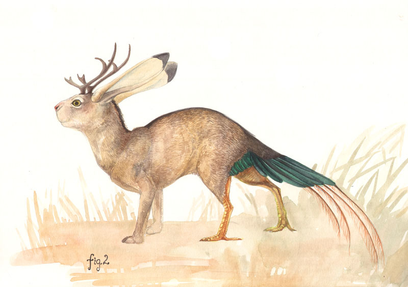 image 201102 illo acker jackalope 10 jpg cryptid wiki fandom